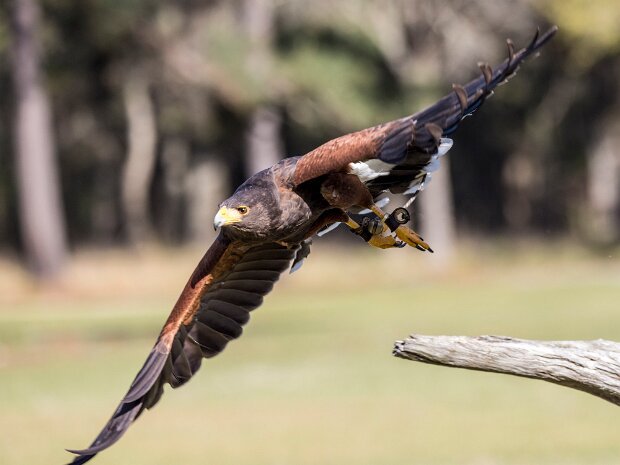 Harris Hawk