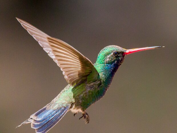 Hummingbird