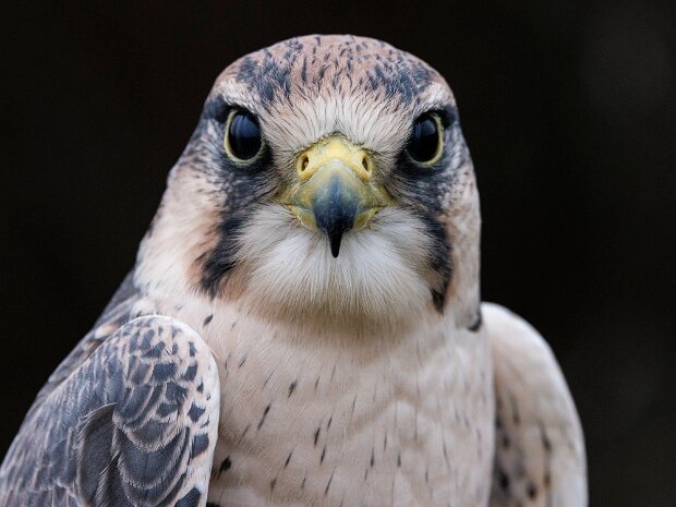 Lanner Falcon