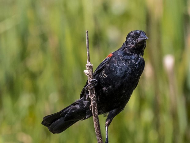 Red winged Blackbird