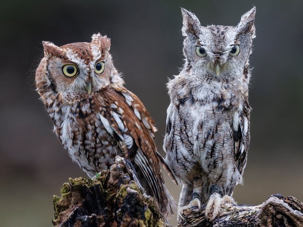 Screech Owl