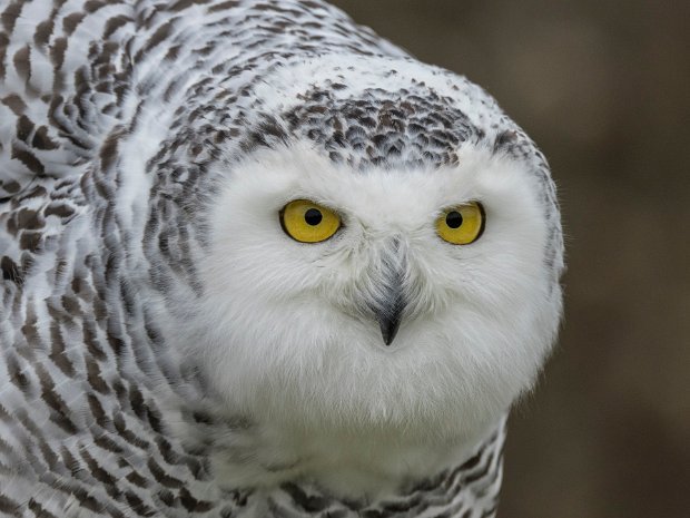 Snow Owl