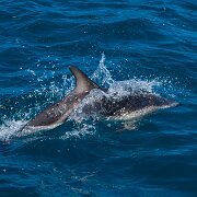 2009-10-31_12922_WTA_5DM2 Dolphin Encounter - Kaikoura, New Zealand