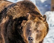 2025-01-20_100658_WTA_R5m2-Edit-3 Grizzlies And Wolves