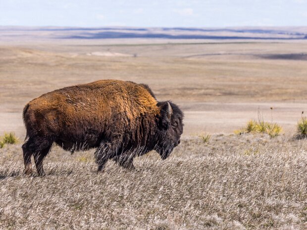 Bison
