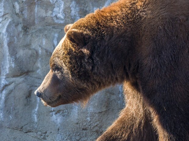 Grizzly