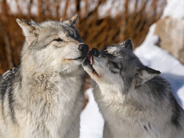 Wolves