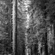 2012-05-21_08-10_02082_WTA_5DM3 The Avenue of the Giants is a scenic highway in Northern California, U.S.A., running through Humboldt Redwoods State Park. It is an old alignment of U.S. Route...