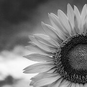 2017-07-26_125504_WTA_5DM4 Sunflowers