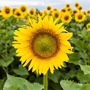 2017-07-26_125573_WTA_5DM4 Sunflowers