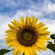 2017-07-26_125597_WTA_5DM4 Sunflowers