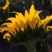 2020-08-19_021873_WTA_R5 Sunflowers - AM - Howell