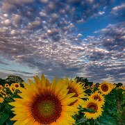 2020-08-21_022338_WTA_R5_HDR Sunflowers - AM - Howell