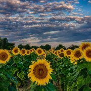 2020-08-21_022394_WTA_R5_HDR Sunflowers - AM - Howell