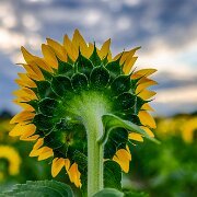 2020-08-21_022843_WTA_R5_HDR Sunflowers - AM - Howell