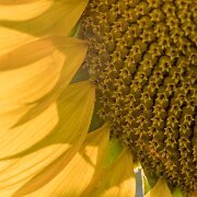 2020-08-21_023294_WTA_R5-2 Sunflowers - PM - Howell
