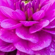 2020-09-13_001699_WTA_R5 Dahlia Hill is both a protected garden area in the Lower Peninsula of Michigan, encompassing 1.41 acres of terraced gardens, and the a 501 non-profit...