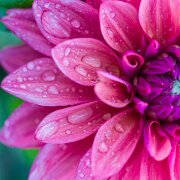 2020-09-13_001860_WTA_R5 Dahlia Hill is both a protected garden area in the Lower Peninsula of Michigan, encompassing 1.41 acres of terraced gardens, and the a 501 non-profit...