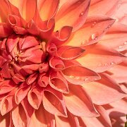 2020-09-13_002276_WTA_R5 Dahlia Hill is both a protected garden area in the Lower Peninsula of Michigan, encompassing 1.41 acres of terraced gardens, and the a 501 non-profit...