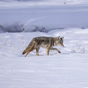 2025-01-21_296972_WTA_R5m2 Yellowstone - Day 1