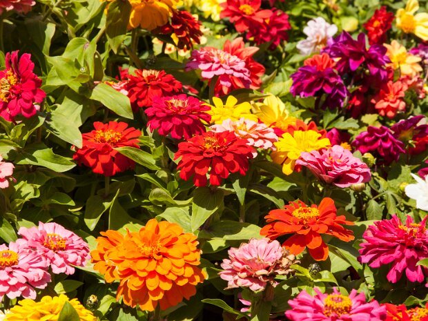 Flowers