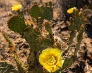 2013-04-13_16-42_19656_WTA_5DM3 Saguaro National Park, Tucson, Arizona is home to North America’s largest cacti. The giant saguaro is the universal symbol of the American west. These majestic...