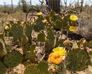 2013-04-13_16-42_19659_WTA_5DM3 Saguaro National Park, Tucson, Arizona is home to North America’s largest cacti. The giant saguaro is the universal symbol of the American west. These majestic...