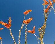 2013-04-13_17-35_19970_WTA_5DM3 Saguaro National Park, Tucson, Arizona is home to North America’s largest cacti. The giant saguaro is the universal symbol of the American west. These majestic...