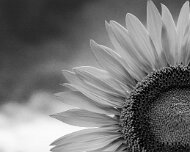 2017-07-26_125504_WTA_5DM4 Sunflowers