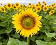 2017-07-26_125573_WTA_5DM4 Sunflowers