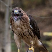 2017-10-21_34202_WTA_5DM4 Canadian Raptor Conservance, Vittoria, Ontiario