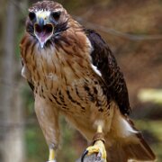 2017-10-21_34202_WTA_5DM4_DxO Canadian Raptor Conservance, Vittoria, Ontiario