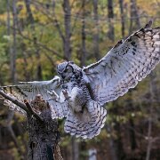 2017-10-21_34719_WTA_5DM4 Canadian Raptor Conservance, Vittoria, Ontiario