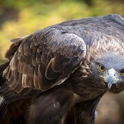 2017-10-21_34825_WTA_5DM4 Canadian Raptor Conservance, Vittoria, Ontiario