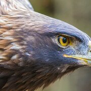 2017-10-21_34956_WTA_5DM4 Canadian Raptor Conservance, Vittoria, Ontiario