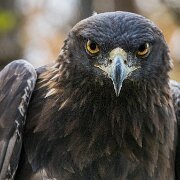 2017-10-21_35201_WTA_5DM4 Canadian Raptor Conservance, Vittoria, Ontiario