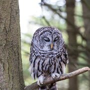 2017-10-21_35521_WTA_5DM4 Canadian Raptor Conservance, Vittoria, Ontiario