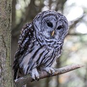 2017-10-21_35574_WTA_5DM4 Canadian Raptor Conservance, Vittoria, Ontiario
