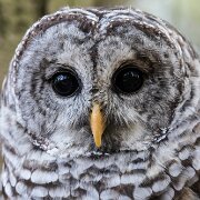 2017-10-21_35606_WTA_5DM4 Canadian Raptor Conservance, Vittoria, Ontiario