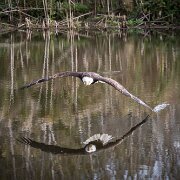 2017-10-21_35734_WTA_5DM4 Canadian Raptor Conservance, Vittoria, Ontiario