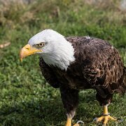 2017-10-21_35749_WTA_5DM4 Canadian Raptor Conservance, Vittoria, Ontiario