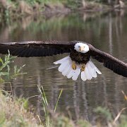 2017-10-21_35826_WTA_5DM4 Canadian Raptor Conservance, Vittoria, Ontiario