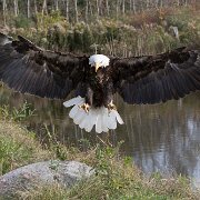 2017-10-21_35844_WTA_5DM4 Canadian Raptor Conservance, Vittoria, Ontiario