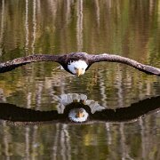 2017-10-21_35883_WTA_5DM4 Canadian Raptor Conservance, Vittoria, Ontiario