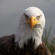 2017-10-21_35949_WTA_5DM4 Canadian Raptor Conservance, Vittoria, Ontiario