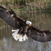 2017-10-21_36122_WTA_5DM4 Canadian Raptor Conservance, Vittoria, Ontiario