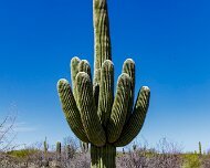 2018-03-23_32503_WTA_5DM4 Arizona