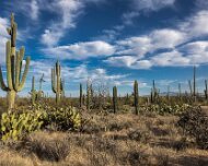 2022-05-11_080383_WTA_R5 Saguaro National Park is an American national park in Pima County, southeastern Arizona. The 92,000-acre (37,000 ha) park consists of two separate areasthe...