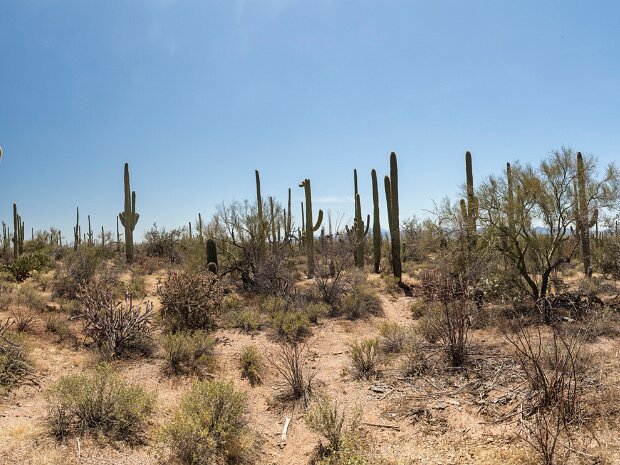Saguaro National Park