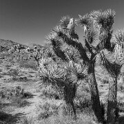 2009-04-04_01026_WTA_5DM2 Joshua Tree National Monument